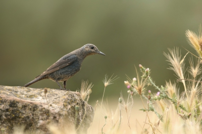 <i class='fa fa-user'></i>&nbsp;Frank Kremer&nbsp;|   Blauwe Rotslijster&nbsp; <i class='fa fa-eye'>&nbsp;294</i> &nbsp;<i class='fa fa-thumbs-up'>&nbsp;2</i> &nbsp; <i class='fa fa-comment-o'>&nbsp;6</i>