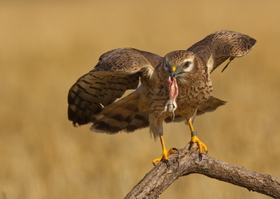 <i class='fa fa-user'></i>&nbsp;Boudewijn Schreiner&nbsp;|   Grauwe Kiekendief&nbsp; <i class='fa fa-eye'>&nbsp;521</i> &nbsp;<i class='fa fa-thumbs-up'>&nbsp;6</i> &nbsp; <i class='fa fa-comment-o'>&nbsp;11</i>