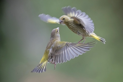 <i class='fa fa-user'></i>&nbsp;Arjan Troost&nbsp;|   Groenling&nbsp; <i class='fa fa-eye'>&nbsp;426</i> &nbsp;<i class='fa fa-thumbs-up'>&nbsp;7</i> &nbsp; <i class='fa fa-comment-o'>&nbsp;12</i>