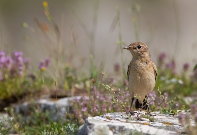 <i class='fa fa-user'></i>&nbsp;charlysax&nbsp;|   Izabeltapuit&nbsp; <i class='fa fa-eye'>&nbsp;283</i> &nbsp;<i class='fa fa-thumbs-up'>&nbsp;2</i> &nbsp; <i class='fa fa-comment-o'>&nbsp;4</i>