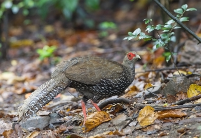 <i class='fa fa-user'></i>&nbsp;charlysax&nbsp;|   Zilverfazant&nbsp; <i class='fa fa-eye'>&nbsp;221</i> &nbsp; <i class='fa fa-comment-o'>&nbsp;1</i>