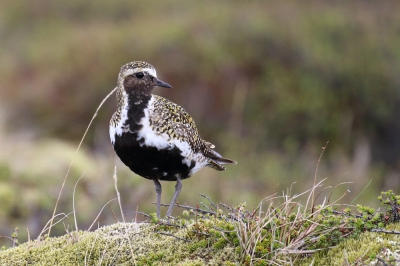 Rustig in de avondzon stond deze goudplevier om zich heen te kijken.
De olijf groene kleur van het IJslandse landschap zie ik terug in de kleur op de rug.
Wat een mooie vogel.