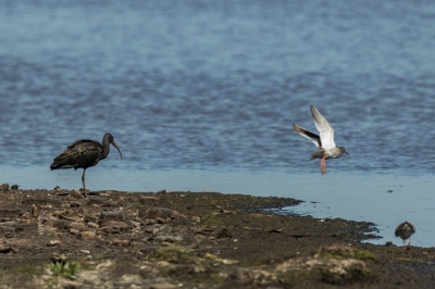 Tussen een groep Grauwe Ganzen lag deze (juveniele) Zwarte Ibis te rusten.  Na enige tijd werd het tijd om de benen weer te strekken.

Genomen op een zonnige dag met weinig wind.