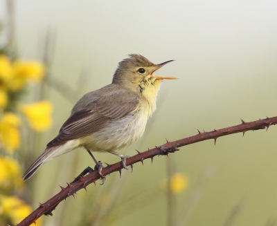 <i class='fa fa-user'></i>&nbsp;loek van de Leur&nbsp;|   Orpheusspotvogel&nbsp; <i class='fa fa-eye'>&nbsp;353</i> &nbsp;<i class='fa fa-thumbs-up'>&nbsp;2</i> &nbsp; <i class='fa fa-comment-o'>&nbsp;4</i>