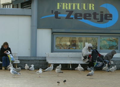 <i class='fa fa-user'></i> FRANCOIS roland | Zilvermeeuw  <i class='fa fa-eye'> 956</i>   <i class='fa fa-comment-o'> 6</i>