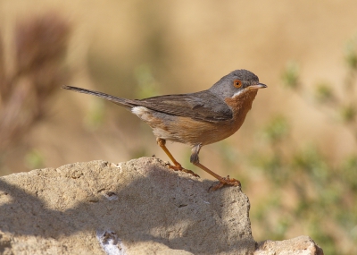 <i class='fa fa-user'></i>&nbsp;Boudewijn Schreiner&nbsp;|   Westelijke Baardgrasmus&nbsp; <i class='fa fa-eye'>&nbsp;321</i> &nbsp;<i class='fa fa-thumbs-up'>&nbsp;9</i> &nbsp; <i class='fa fa-comment-o'>&nbsp;10</i>