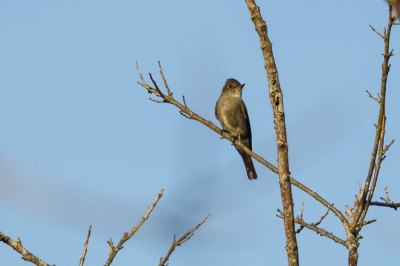 <i class='fa fa-user'></i>&nbsp;Louis56&nbsp;|   Okerkleurige Piewie&nbsp; <i class='fa fa-eye'>&nbsp;212</i> &nbsp; <i class='fa fa-comment-o'>&nbsp;0</i>