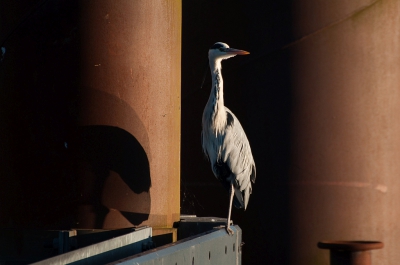 <i class='fa fa-user'></i>&nbsp;P.Teune&nbsp;|   Blauwe Reiger&nbsp; <i class='fa fa-eye'>&nbsp;295</i> &nbsp;<i class='fa fa-thumbs-up'>&nbsp;2</i> &nbsp; <i class='fa fa-comment-o'>&nbsp;6</i>