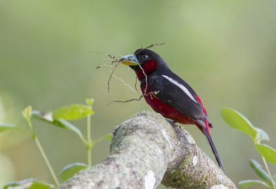 <i class='fa fa-user'></i>&nbsp;charlysax&nbsp;|   Zwart-rode Hapvogel&nbsp; <i class='fa fa-eye'>&nbsp;257</i> &nbsp; <i class='fa fa-comment-o'>&nbsp;7</i>