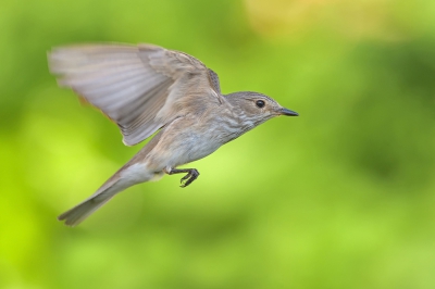 <i class='fa fa-user'></i>&nbsp;Johan G&nbsp;|   Grauwe Vliegenvanger&nbsp; <i class='fa fa-eye'>&nbsp;284</i> &nbsp;<i class='fa fa-thumbs-up'>&nbsp;4</i> &nbsp; <i class='fa fa-comment-o'>&nbsp;2</i>
