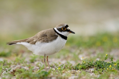 <i class='fa fa-user'></i>&nbsp;Rob Belterman&nbsp;|   Kleine Plevier&nbsp; <i class='fa fa-eye'>&nbsp;205</i> &nbsp;<i class='fa fa-thumbs-up'>&nbsp;12</i> &nbsp; <i class='fa fa-comment-o'>&nbsp;15</i>