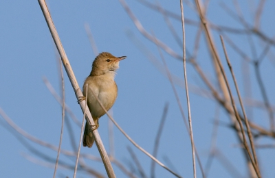 Deze Kleine Karekiet liet zich een aantal keren goed bekijken. Kwestie van wachten tot hij naar boven klom en boven in het riet ging zitten zingen.