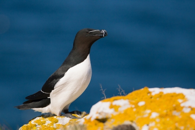 <i class='fa fa-user'></i>&nbsp;Alex Roetemeijer&nbsp;|   Alk&nbsp; <i class='fa fa-eye'>&nbsp;259</i> &nbsp; <i class='fa fa-comment-o'>&nbsp;4</i>