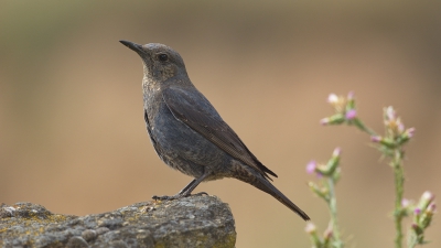 <i class='fa fa-user'></i>&nbsp;Boudewijn Schreiner&nbsp;|   Blauwe Rotslijster&nbsp; <i class='fa fa-eye'>&nbsp;369</i> &nbsp; <i class='fa fa-comment-o'>&nbsp;12</i>