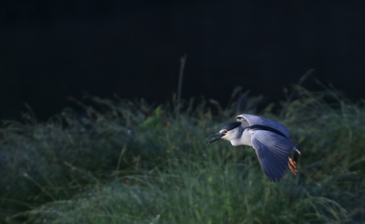 <i class='fa fa-user'></i>&nbsp;groenvogel57&nbsp;|   Kwak&nbsp; <i class='fa fa-eye'>&nbsp;379</i> &nbsp; <i class='fa fa-comment-o'>&nbsp;10</i>