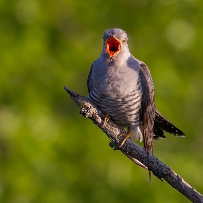 <i class='fa fa-user'></i>&nbsp;charlysax&nbsp;|   Koekoek&nbsp; <i class='fa fa-eye'>&nbsp;571</i> &nbsp;<i class='fa fa-thumbs-up'>&nbsp;6</i> &nbsp; <i class='fa fa-comment-o'>&nbsp;13</i>