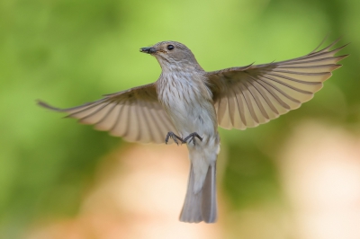 <i class='fa fa-user'></i>&nbsp;Johan G&nbsp;|   Grauwe Vliegenvanger&nbsp; <i class='fa fa-eye'>&nbsp;339</i> &nbsp;<i class='fa fa-thumbs-up'>&nbsp;5</i> &nbsp; <i class='fa fa-comment-o'>&nbsp;7</i>