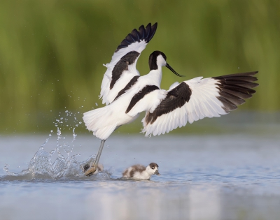 <i class='fa fa-user'></i>&nbsp;Henk Laverman&nbsp;|   Bergeend&nbsp; <i class='fa fa-eye'>&nbsp;489</i> &nbsp; <i class='fa fa-comment-o'>&nbsp;6</i>