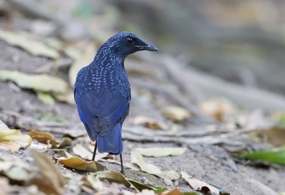 <i class='fa fa-user'></i>&nbsp;charlysax&nbsp;|   Chinese Fluitlijster&nbsp; <i class='fa fa-eye'>&nbsp;204</i> &nbsp;<i class='fa fa-thumbs-up'>&nbsp;1</i> &nbsp; <i class='fa fa-comment-o'>&nbsp;4</i>