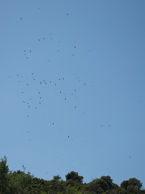 <i class='fa fa-user'></i>&nbsp;Wijnand van Buuren&nbsp;|   Vale Gier&nbsp; <i class='fa fa-eye'>&nbsp;374</i> &nbsp;<i class='fa fa-thumbs-up'>&nbsp;1</i> &nbsp; <i class='fa fa-comment-o'>&nbsp;8</i>