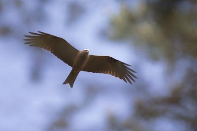 <i class='fa fa-user'></i>&nbsp;Bouke Atema&nbsp;|   Zwarte Wouw&nbsp; <i class='fa fa-eye'>&nbsp;375</i> &nbsp; <i class='fa fa-comment-o'>&nbsp;4</i>