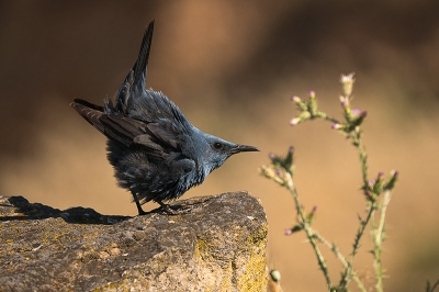 <i class='fa fa-user'></i>&nbsp;Rene de Heer&nbsp;|   Blauwe Rotslijster&nbsp; <i class='fa fa-eye'>&nbsp;320</i> &nbsp; <i class='fa fa-comment-o'>&nbsp;5</i>