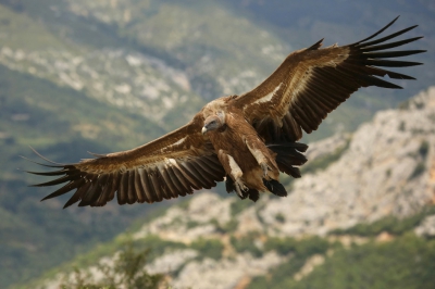 <i class='fa fa-user'></i>&nbsp;Frank Kremer&nbsp;|   Vale Gier&nbsp; <i class='fa fa-eye'>&nbsp;428</i> &nbsp;<i class='fa fa-thumbs-up'>&nbsp;5</i> &nbsp; <i class='fa fa-comment-o'>&nbsp;9</i>