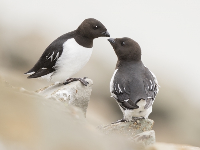 <i class='fa fa-user'></i>&nbsp;Peter Soer&nbsp;|   Kleine Alk&nbsp; <i class='fa fa-eye'>&nbsp;437</i> &nbsp;<i class='fa fa-thumbs-up'>&nbsp;7</i> &nbsp; <i class='fa fa-comment-o'>&nbsp;13</i>