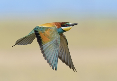 <i class='fa fa-user'></i>&nbsp;Henk Laverman&nbsp;|   Bijeneter&nbsp; <i class='fa fa-eye'>&nbsp;469</i> &nbsp;<i class='fa fa-thumbs-up'>&nbsp;11</i> &nbsp; <i class='fa fa-comment-o'>&nbsp;14</i>