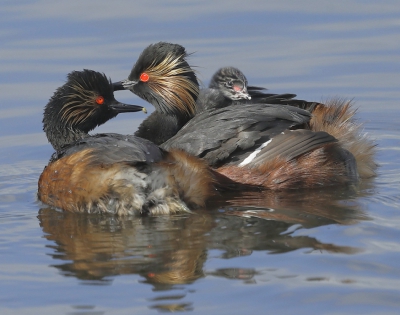 <i class='fa fa-user'></i>&nbsp;Ben Reitsma&nbsp;|   Geoorde Fuut&nbsp; <i class='fa fa-eye'>&nbsp;386</i> &nbsp;<i class='fa fa-thumbs-up'>&nbsp;2</i> &nbsp; <i class='fa fa-comment-o'>&nbsp;6</i>