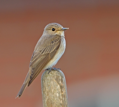 <i class='fa fa-user'></i>&nbsp;Jakob Keun&nbsp;|   Grauwe Vliegenvanger&nbsp; <i class='fa fa-eye'>&nbsp;307</i> &nbsp;<i class='fa fa-thumbs-up'>&nbsp;12</i> &nbsp; <i class='fa fa-comment-o'>&nbsp;15</i>