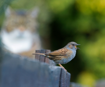 <i class='fa fa-user'></i>&nbsp;vanmarle&nbsp;|   Heggenmus&nbsp; <i class='fa fa-eye'>&nbsp;218</i> &nbsp;<i class='fa fa-thumbs-up'>&nbsp;1</i> &nbsp; <i class='fa fa-comment-o'>&nbsp;6</i>