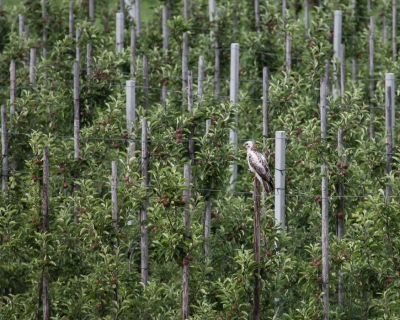 Mijn eerste foto in Birdpix, is een foto waar ik een vraag over heb. Ik denk dat de vogel een buizerd is, lichte vorm. Ik weet dit niet zeker en hoop dat iemand mij er meer over kan vertellen. Als het inderdaad een buizerd is, is het dan een juveniel of een adult?