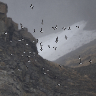 <i class='fa fa-user'></i>&nbsp;Peter Soer&nbsp;|   Kleine Alk&nbsp; <i class='fa fa-eye'>&nbsp;523</i> &nbsp;<i class='fa fa-thumbs-up'>&nbsp;8</i> &nbsp; <i class='fa fa-comment-o'>&nbsp;7</i>