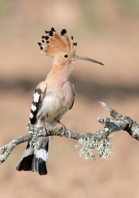 <i class='fa fa-user'></i>&nbsp;Henk Laverman&nbsp;|   Hop&nbsp; <i class='fa fa-eye'>&nbsp;461</i> &nbsp;<i class='fa fa-thumbs-up'>&nbsp;4</i> &nbsp; <i class='fa fa-comment-o'>&nbsp;9</i>