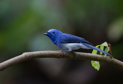 <i class='fa fa-user'></i>&nbsp;charlysax&nbsp;|   Zwartnekmonarch&nbsp; <i class='fa fa-eye'>&nbsp;254</i> &nbsp; <i class='fa fa-comment-o'>&nbsp;13</i>