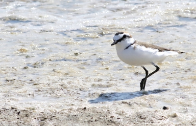 Gelukkig tijdens ons verblijf geen aardbeving meegemaakt.Ben wel heel erg benieuwd,wat er allemaal beschadigd is.
Groot deel van de trekvogels was al weg,doorhet goede weer eraan voorafgaand.Ook de rugwind naar het noorden heeft alles vervroegd.Deze strandplevier was er wel nog