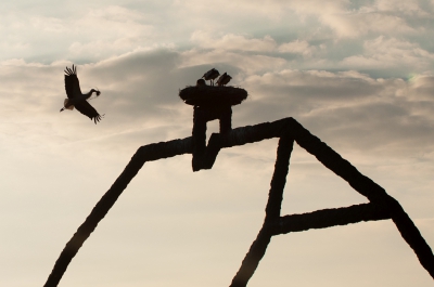 <i class='fa fa-user'></i>&nbsp;P.Teune&nbsp;|   Ooievaar&nbsp; <i class='fa fa-eye'>&nbsp;330</i> &nbsp;<i class='fa fa-thumbs-up'>&nbsp;5</i> &nbsp; <i class='fa fa-comment-o'>&nbsp;13</i>