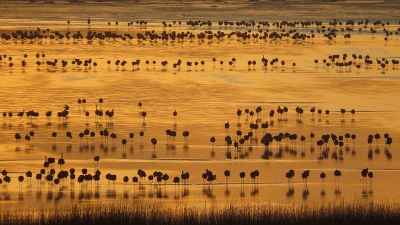 <i class='fa fa-user'></i>&nbsp;sieb&nbsp;|   Kraanvogel&nbsp; <i class='fa fa-eye'>&nbsp;576</i> &nbsp;<i class='fa fa-thumbs-up'>&nbsp;24</i> &nbsp; <i class='fa fa-comment-o'>&nbsp;25</i>