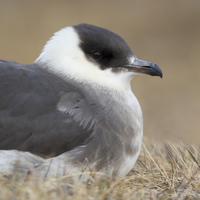 <i class='fa fa-user'></i>&nbsp;Peter Soer&nbsp;|   Kleine Jager&nbsp; <i class='fa fa-eye'>&nbsp;226</i> &nbsp;<i class='fa fa-thumbs-up'>&nbsp;1</i> &nbsp; <i class='fa fa-comment-o'>&nbsp;4</i>