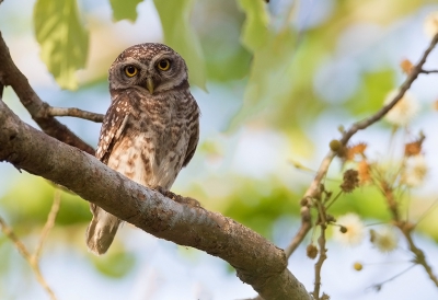 <i class='fa fa-user'></i>&nbsp;charlysax&nbsp;|   Brahmaanse Steenuil&nbsp; <i class='fa fa-eye'>&nbsp;682</i> &nbsp;<i class='fa fa-thumbs-up'>&nbsp;1</i> &nbsp; <i class='fa fa-comment-o'>&nbsp;6</i>