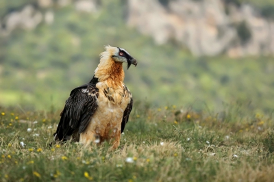 <i class='fa fa-user'></i>&nbsp;Frank Kremer&nbsp;|   Lammergier&nbsp; <i class='fa fa-eye'>&nbsp;520</i> &nbsp;<i class='fa fa-thumbs-up'>&nbsp;6</i> &nbsp; <i class='fa fa-comment-o'>&nbsp;13</i>