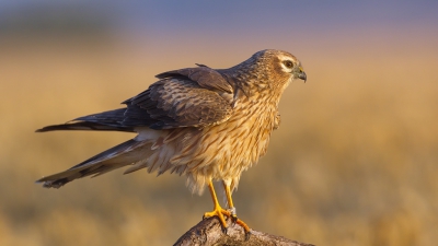 <i class='fa fa-user'></i>&nbsp;Boudewijn Schreiner&nbsp;|   Grauwe Kiekendief&nbsp; <i class='fa fa-eye'>&nbsp;491</i> &nbsp;<i class='fa fa-thumbs-up'>&nbsp;7</i> &nbsp; <i class='fa fa-comment-o'>&nbsp;11</i>