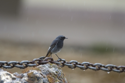 <i class='fa fa-user'></i>&nbsp;Ties Niehof&nbsp;|   Zwarte Roodstaart&nbsp; <i class='fa fa-eye'>&nbsp;259</i> &nbsp; <i class='fa fa-comment-o'>&nbsp;4</i>