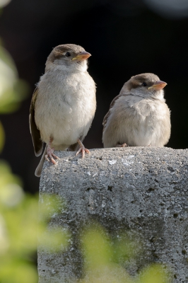 <i class='fa fa-user'></i>&nbsp;Martin Verbeeten&nbsp;|   Huismus&nbsp; <i class='fa fa-eye'>&nbsp;254</i> &nbsp;<i class='fa fa-thumbs-up'>&nbsp;1</i> &nbsp; <i class='fa fa-comment-o'>&nbsp;3</i>