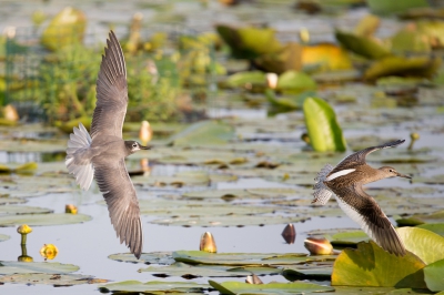 <i class='fa fa-user'></i>&nbsp;Reinier van den Born&nbsp;|   Zwarte Stern&nbsp; <i class='fa fa-eye'>&nbsp;382</i> &nbsp; <i class='fa fa-comment-o'>&nbsp;8</i>