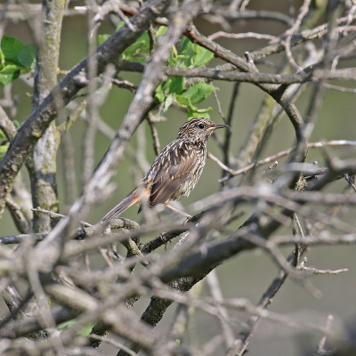 <i class='fa fa-user'></i>&nbsp;Henk Baptist&nbsp;|   Blauwborst&nbsp; <i class='fa fa-eye'>&nbsp;314</i> &nbsp; <i class='fa fa-comment-o'>&nbsp;2</i>