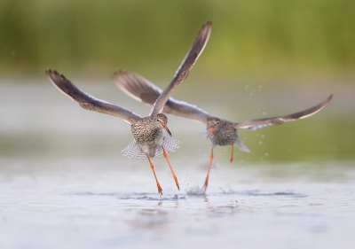 <i class='fa fa-user'></i>&nbsp;Henk Laverman&nbsp;|   Tureluur&nbsp; <i class='fa fa-eye'>&nbsp;329</i> &nbsp;<i class='fa fa-thumbs-up'>&nbsp;1</i> &nbsp; <i class='fa fa-comment-o'>&nbsp;5</i>