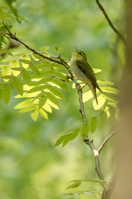 <i class='fa fa-user'></i>&nbsp;Martin Verbeeten&nbsp;|   Fluiter&nbsp; <i class='fa fa-eye'>&nbsp;410</i> &nbsp;<i class='fa fa-thumbs-up'>&nbsp;10</i> &nbsp; <i class='fa fa-comment-o'>&nbsp;10</i>