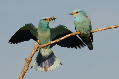 <i class='fa fa-user'></i>&nbsp;Rick Robaard&nbsp;|   Scharrelaar&nbsp; <i class='fa fa-eye'>&nbsp;494</i> &nbsp;<i class='fa fa-thumbs-up'>&nbsp;9</i> &nbsp; <i class='fa fa-comment-o'>&nbsp;18</i>